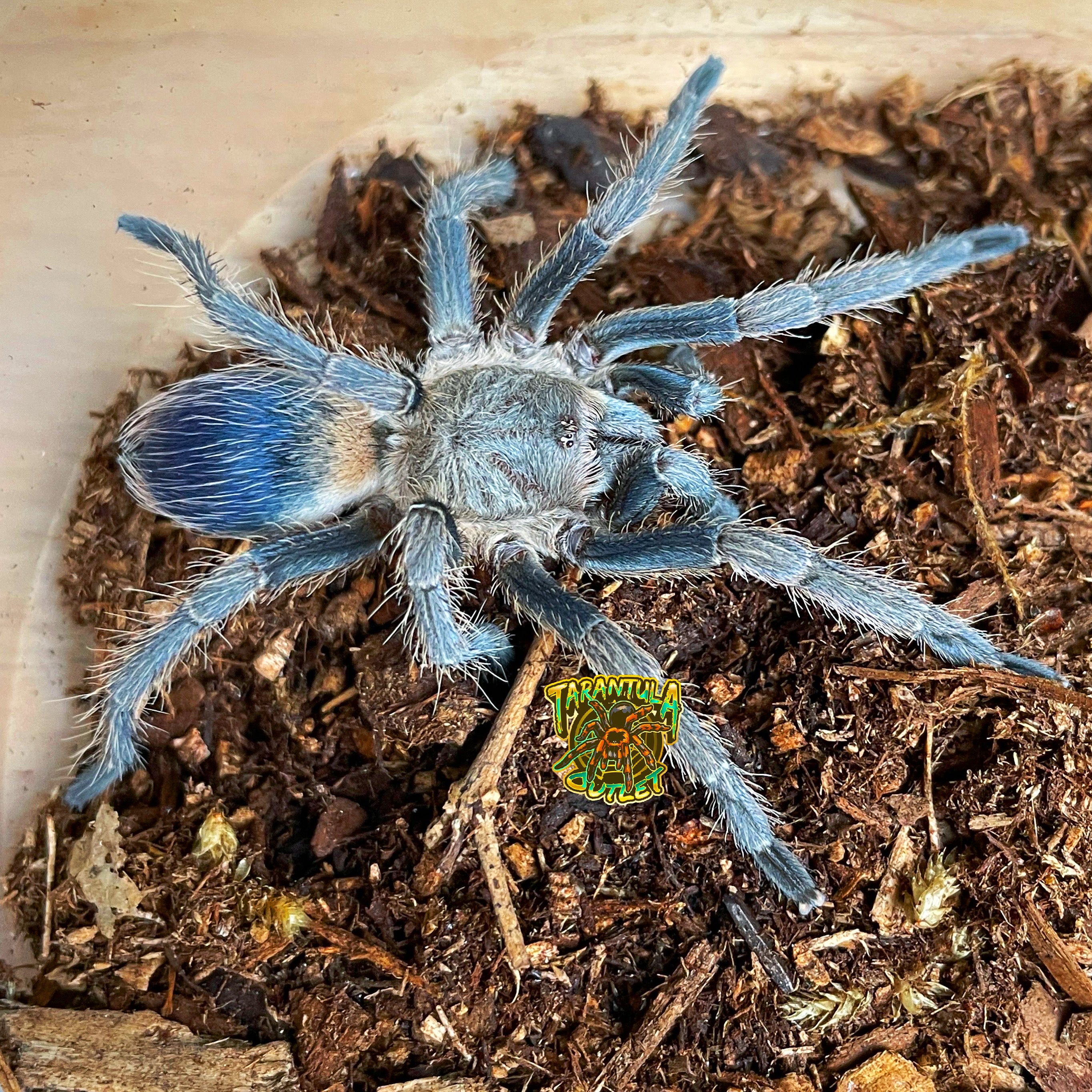 baby blue tarantula